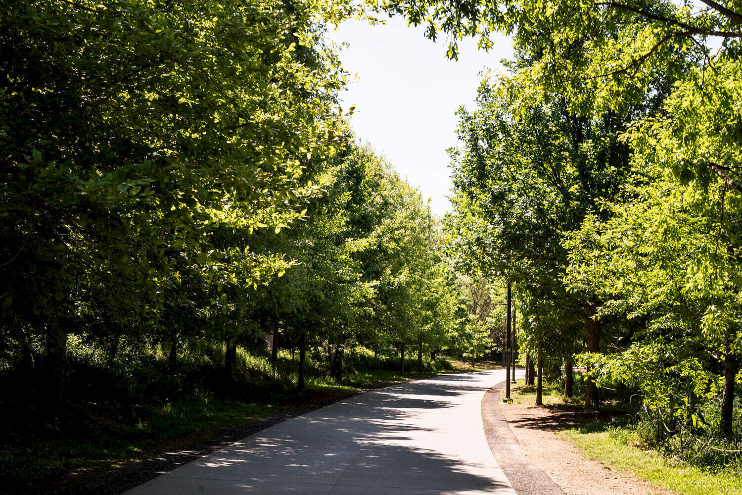 Road_with_trees_Matthew_Williams